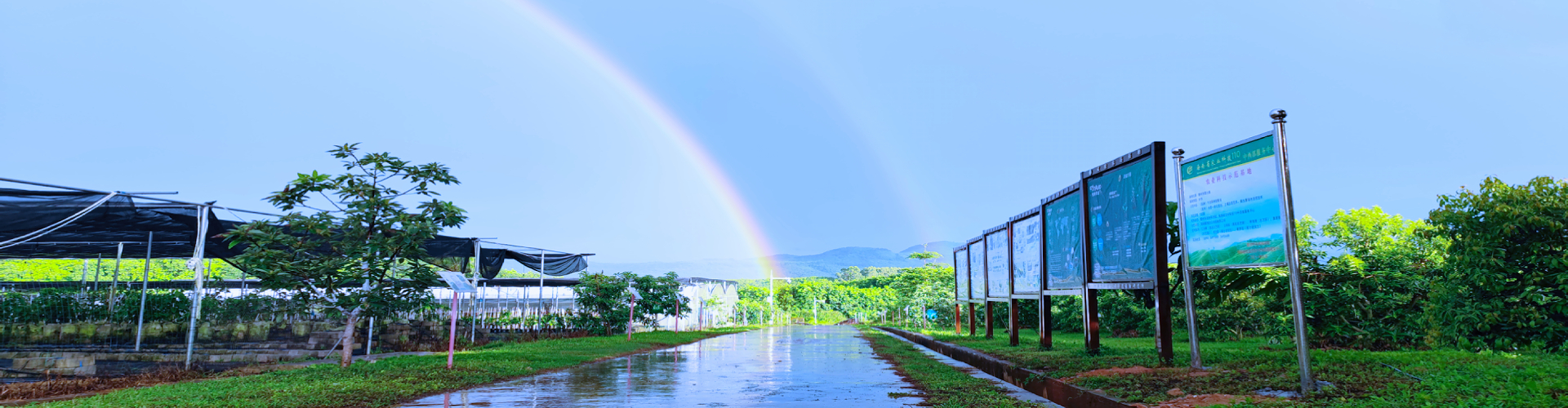 牛油果種苗